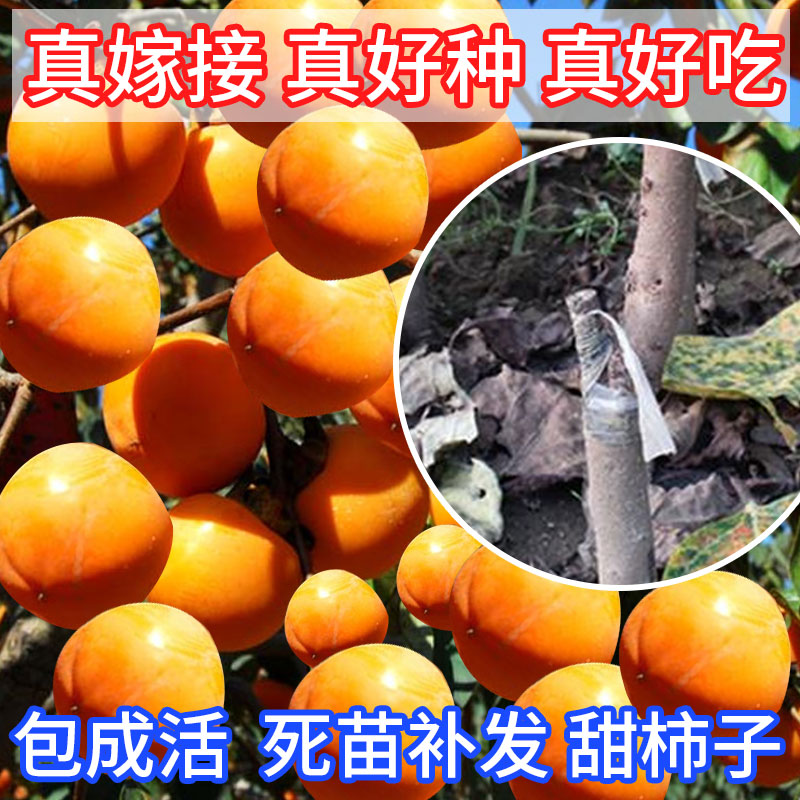 嫁接地栽地中日本甜脆皮柿子树苗盆栽牛心柿子当年结果