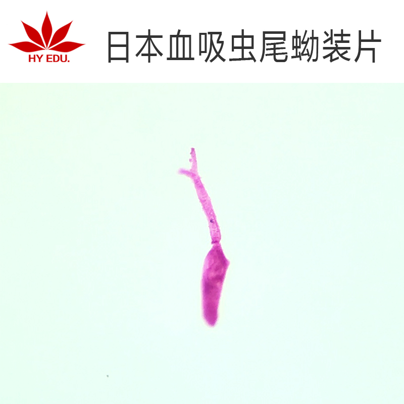寄生虫类  日本血吸虫尾蚴装片 显微镜玻片高教教学成像清晰 红叶