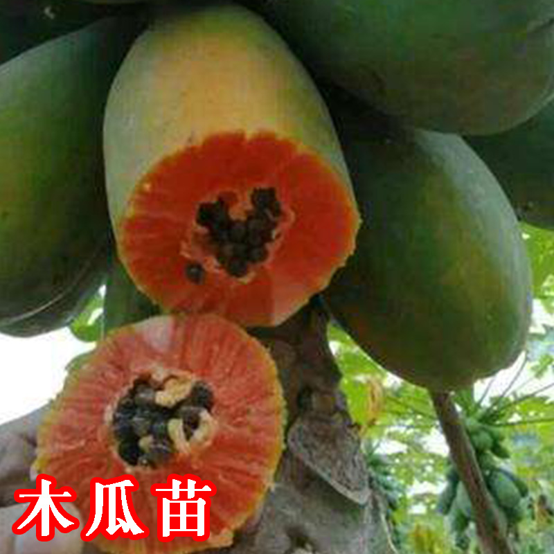 台湾番木瓜树苗南方大青木瓜红肉水果木瓜苗台湾木瓜树苗当年结果