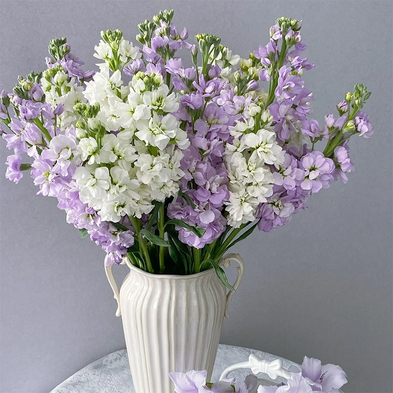 紫罗兰鲜花云南基地直发水养插瓶冷链白色粉色紫色花期超长的鲜花