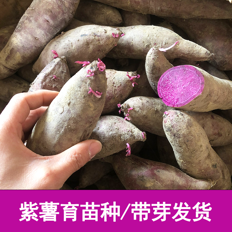 紫薯育苗种高产红薯地瓜紫心紫罗兰番薯沙地板栗薯发芽10斤包邮