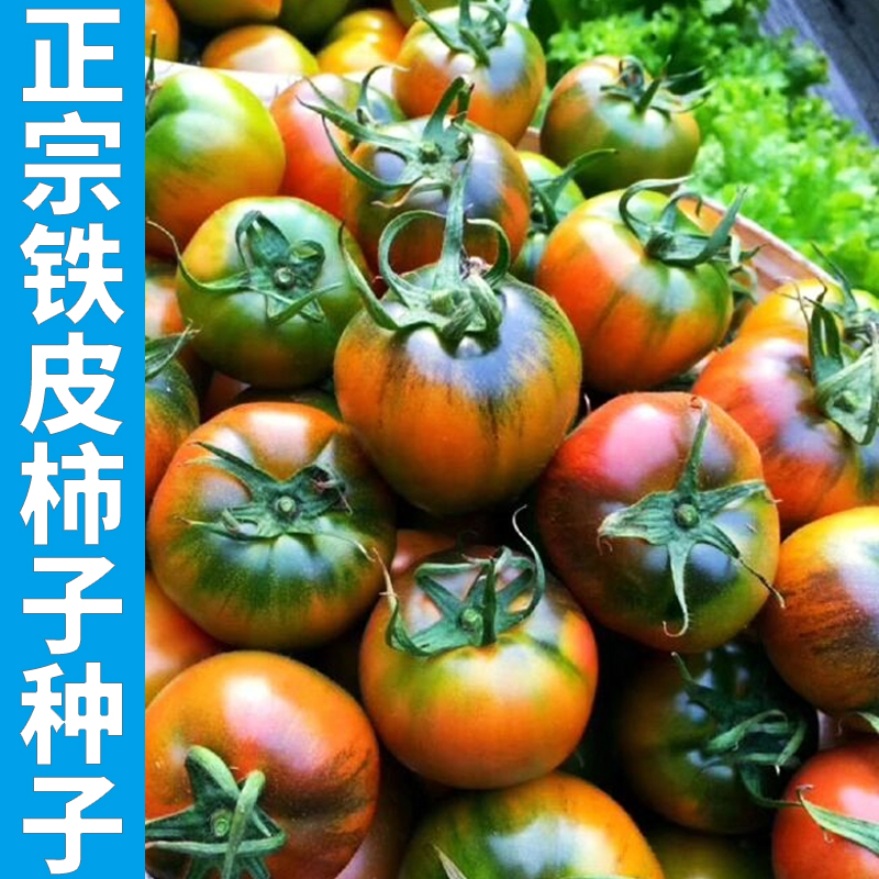 丹东铁皮柿子种子正宗草莓番茄种籽西红柿种孑嘎啦果草莓柿子种孑