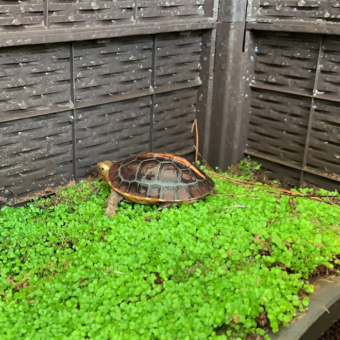 青布子 黄缘环境植物 安缘台缘饲养殖箱  半水龟爬宠造景草种子