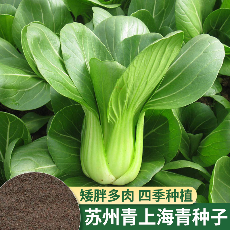 正宗上海青种子四季油菜种籽苏州青种孑四月五月慢小青菜蔬菜包邮