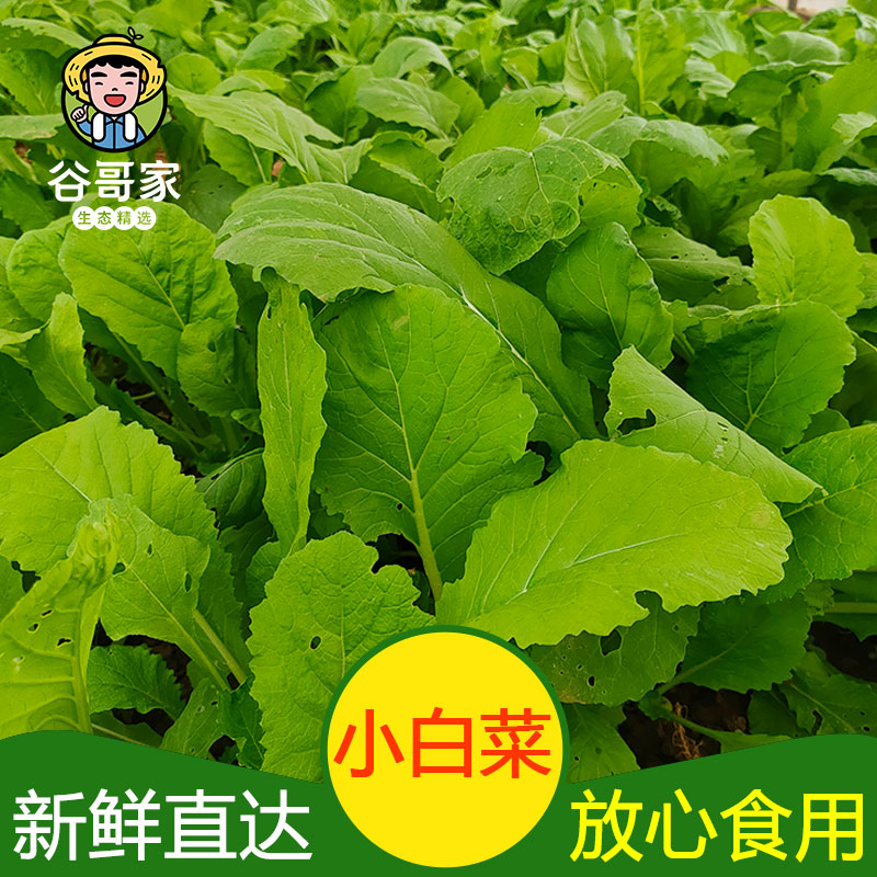 北京平谷生态种植农家小白菜谷哥家新鲜采摘应季蔬菜孕妇儿童顺丰