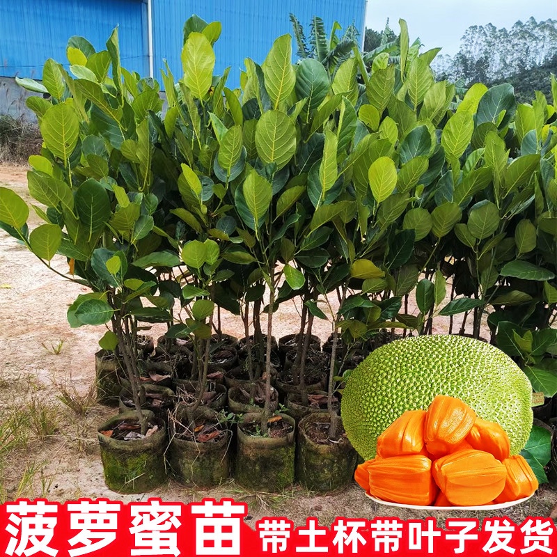菠萝蜜树苗嫁接泰国红肉四季榴莲蜜黄肉菠萝蜜木菠萝南方庭院种植