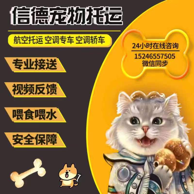 宠物托运服务全国猫咪狗狗空运汽运北京上海广州深圳
