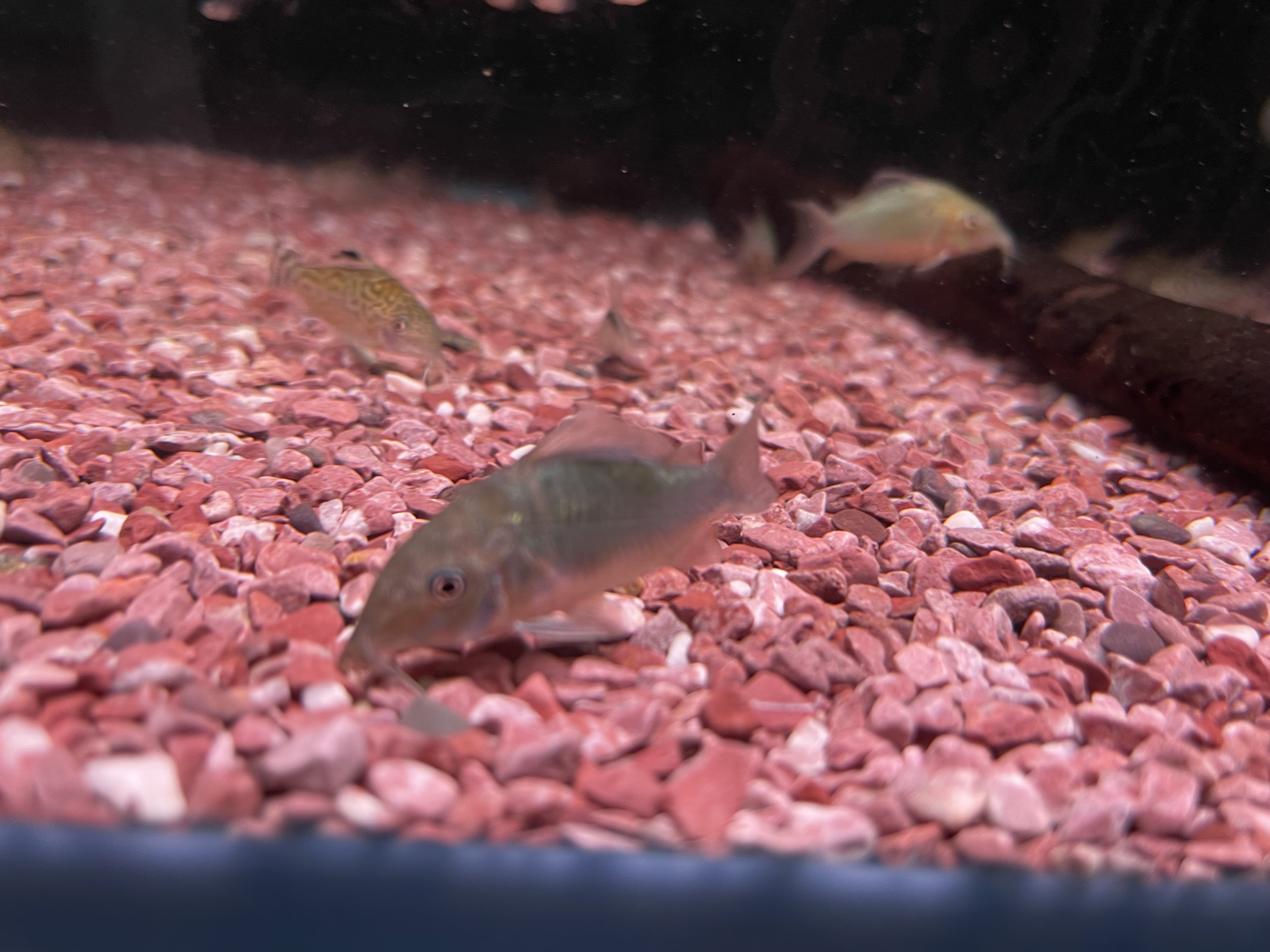 原生南美青铜b鼠鱼热带鱼5-7cm