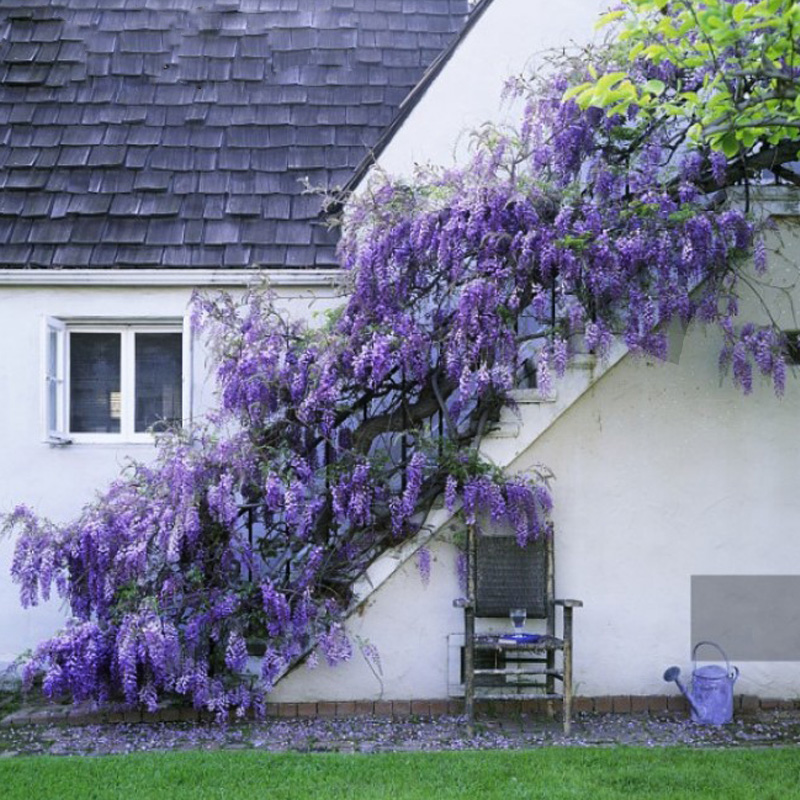 居家超级耐寒普罗旺斯长穗紫藤 别墅 庭院 攀 援 爬 藤