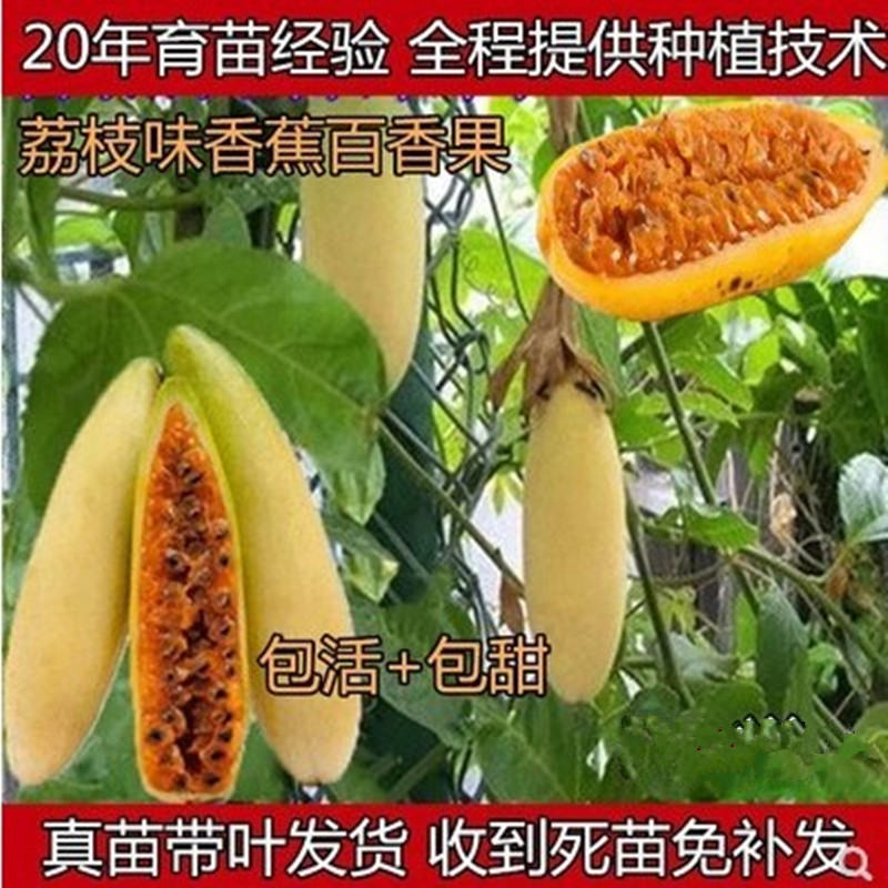 荔枝味香蕉百香果苗一个一斤巨无霸甜蜜蜜红肉百香果四季当年结果