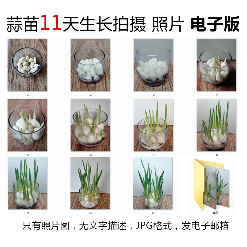 P11大蒜水培植物生长JPG图片素材--蒜苗成长观察记11天照片