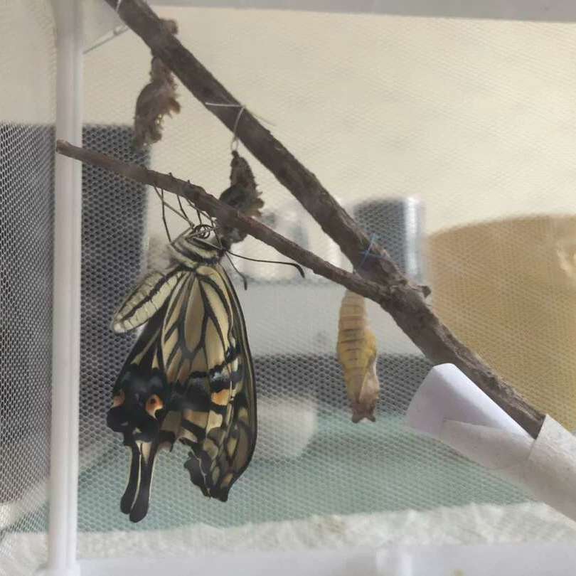 蝴蝶蛹可孵化卵茧适合孩子可以养的小宠物无毒真寝室活幼儿园羽化