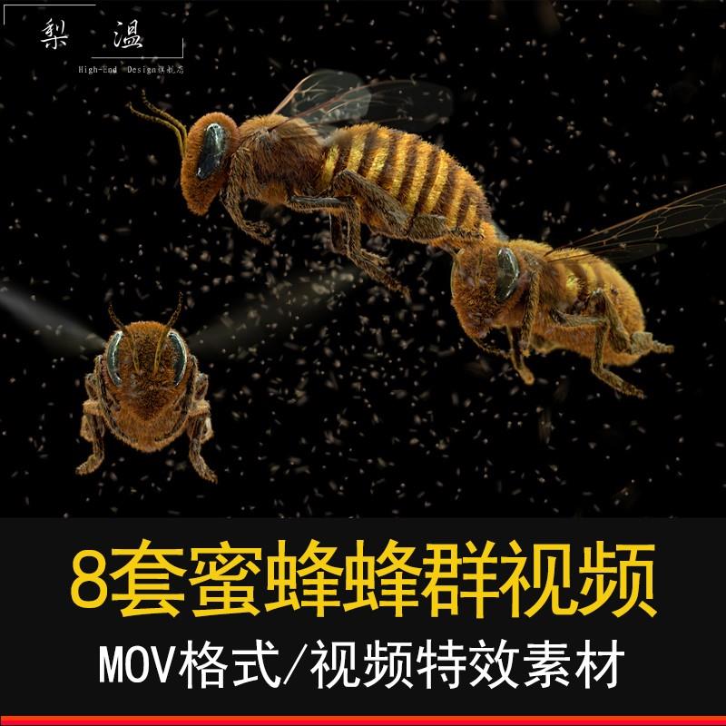 AE/PR特效真实蜜蜂昆虫空中飞翔苍蝇群视频素材元素透明通道