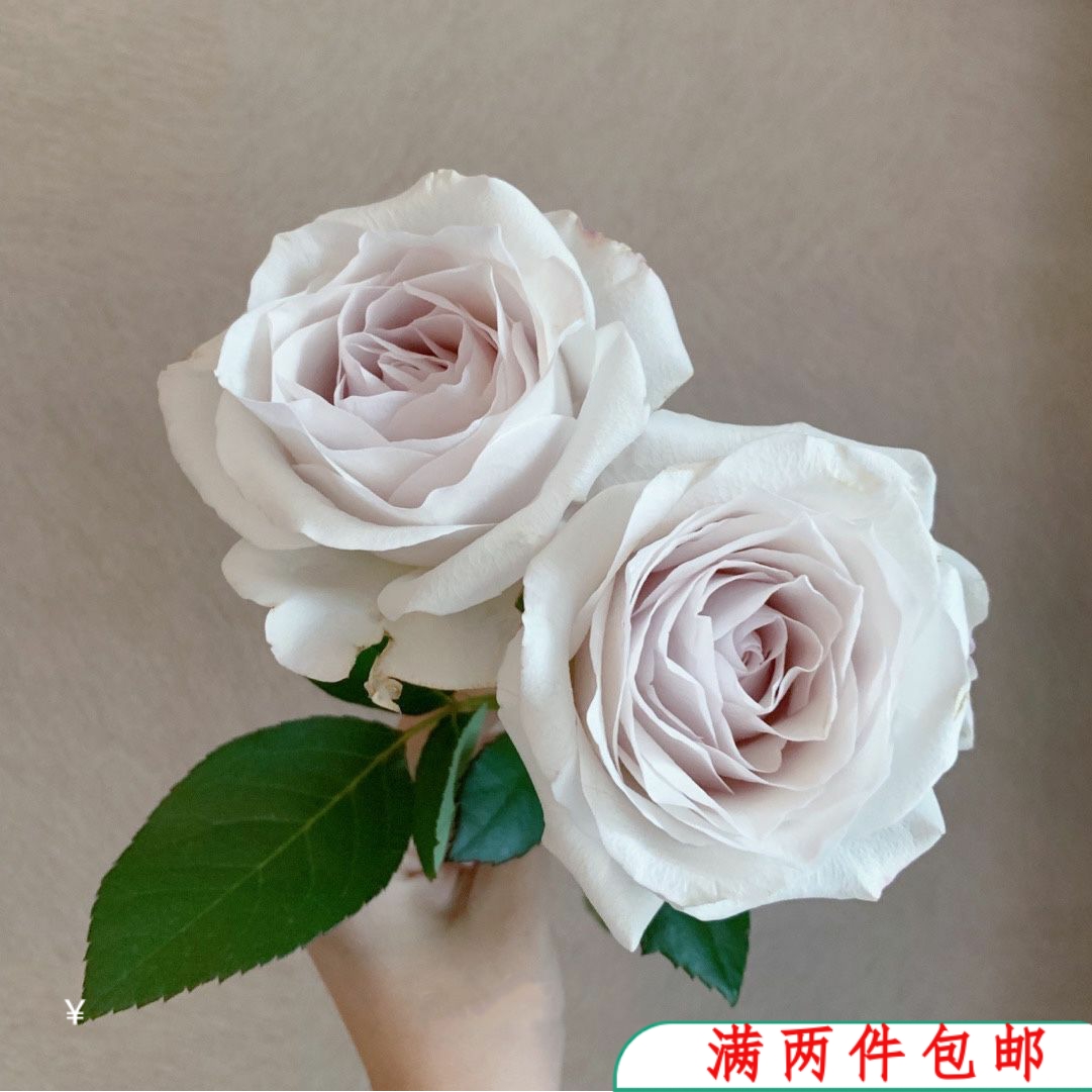 【水灵花园】银色衬裙 超新品玫瑰盆栽阳台灌木月季灰紫色调