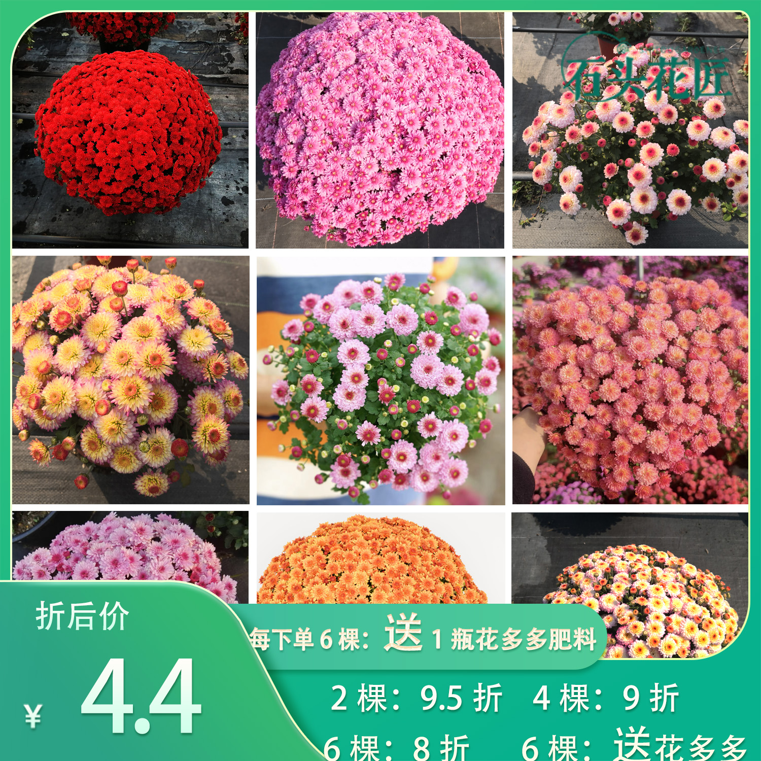 石头花匠 糖果甜心 球菊千头菊35个新品种 耐寒耐热多年生花卉