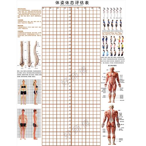 健身评估网格体姿图定制简约体测表人K体姿势分析壁纸体位测量