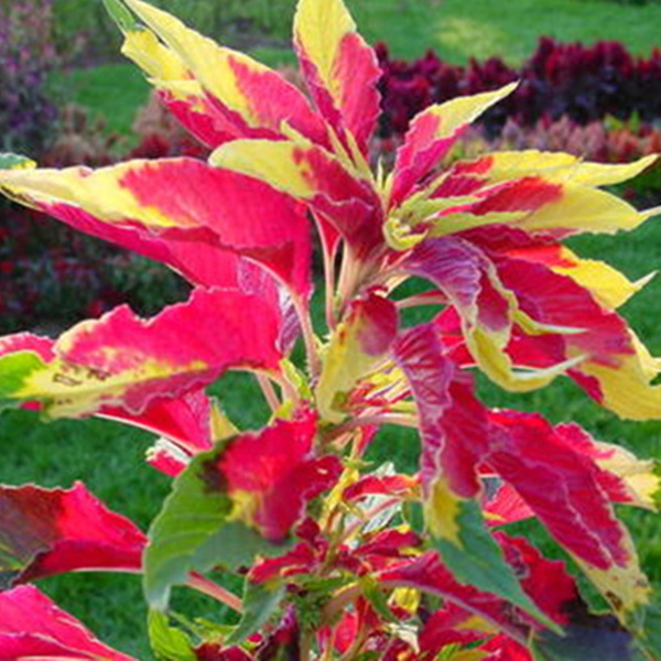 雁来红种子 观叶植物花卉品种老来少三色苋常见好种叶类观赏变色