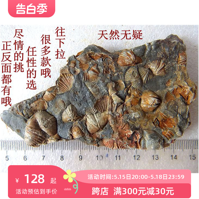 群聚共生彩色石燕贝化石摆放石材动物怀旧海洋古生物科普标本9999