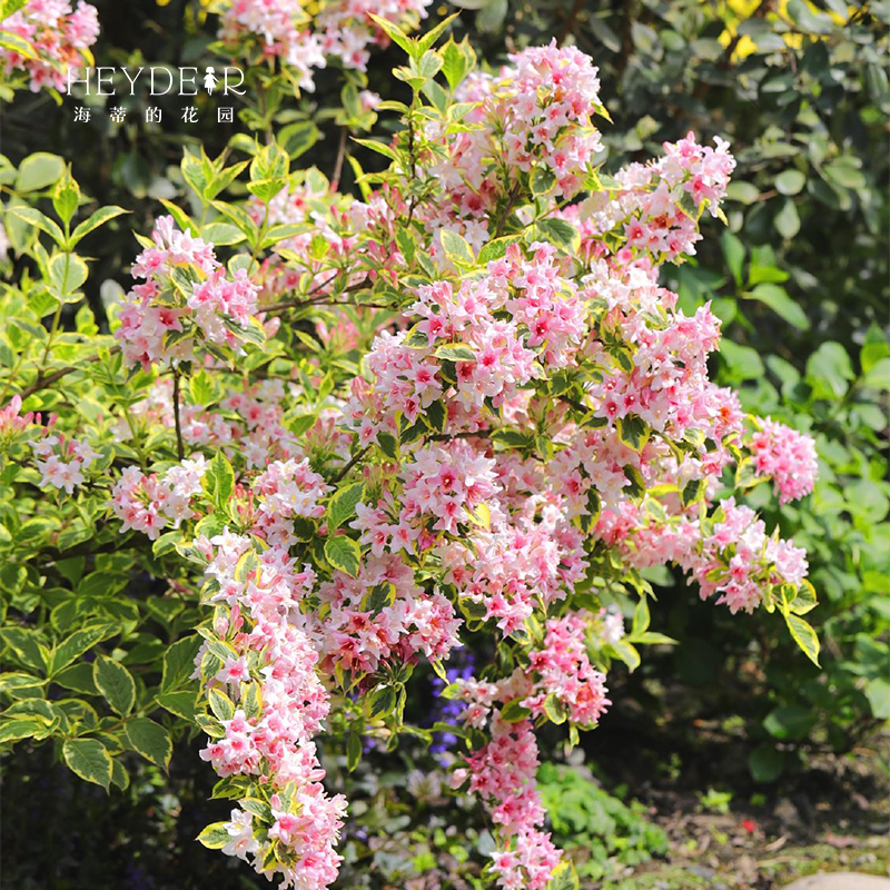 海蒂的花园花叶锦带乌木象牙红宝石灌木耐寒庭院造景植物花卉盆栽