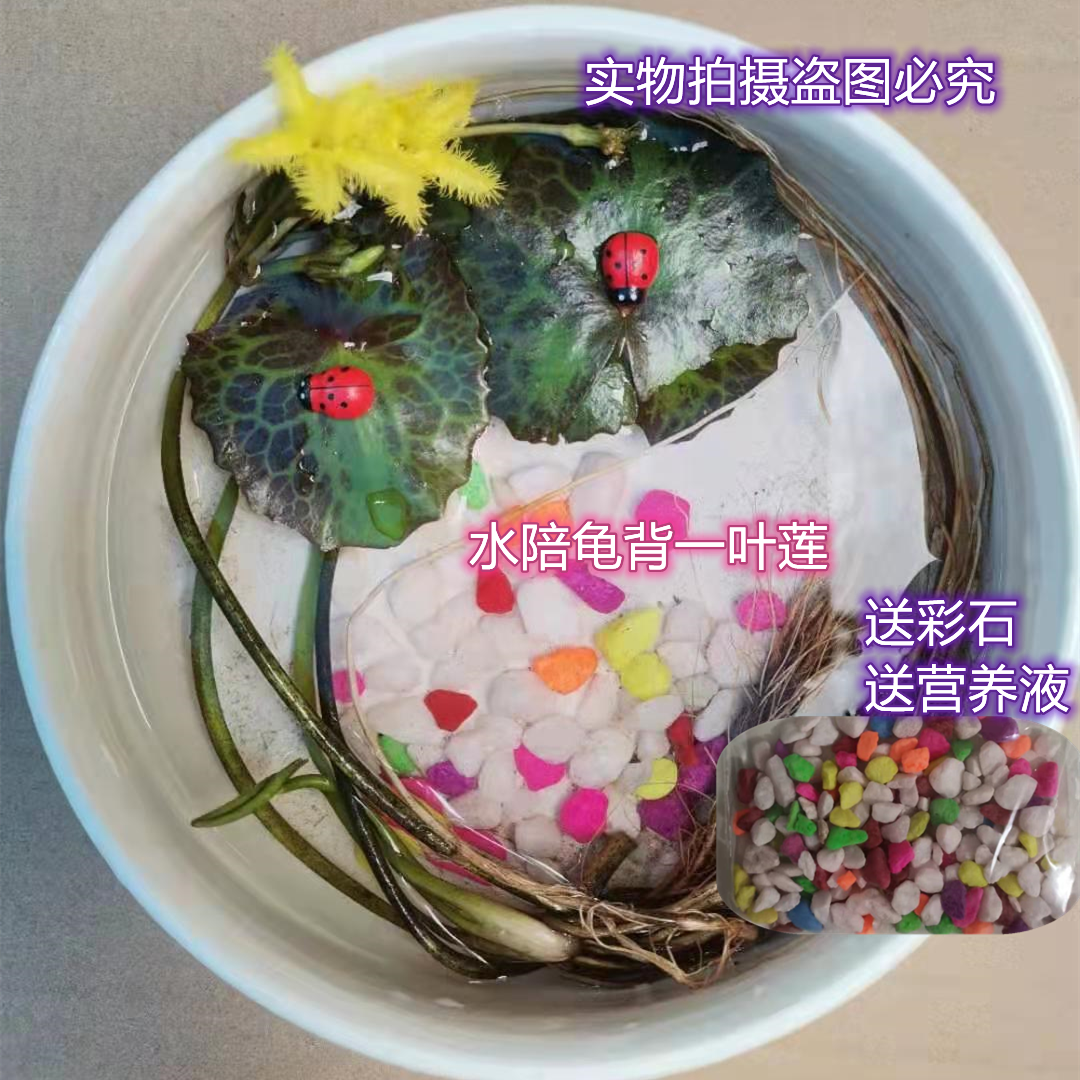 新品种一叶莲龟背荇菜睡莲碗莲浮萍水草活体植物净化水质水族箱