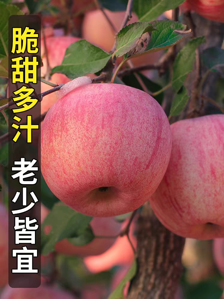 山东红富士苹果新鲜水果苹果脆甜冰糖心红苹果孕妇水果榨汁果汁