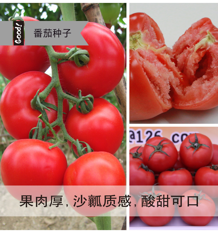 中蔬四号番茄种子老品种大红果沙瓤西红柿种籽水果蔬菜种孑菜籽种