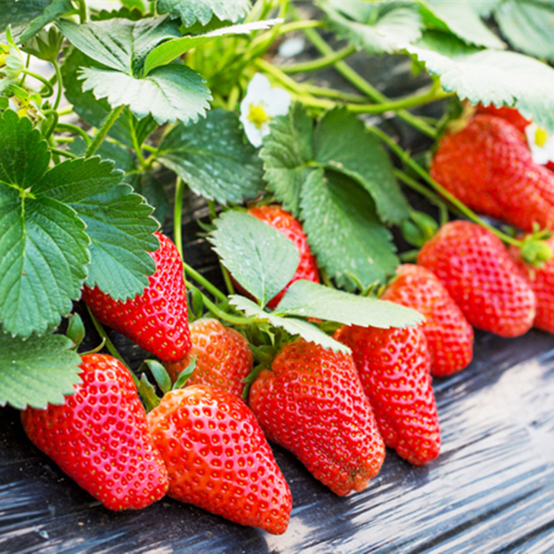 四季草莓种子 草莓苗 甜大庭院奶油四季易种阳台盆栽蔬菜种子