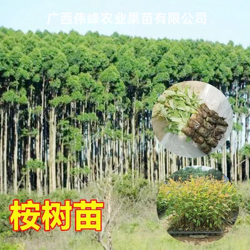 广西速生桉树苗广29快速桉26号绿化园林苗28号耐寒耐旱四季种植树