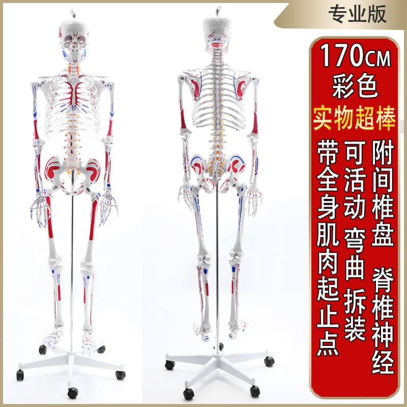 转动成人骷髅骨架绘画解剖医学骨骼模型人体可拆卸玩具脊椎清晰