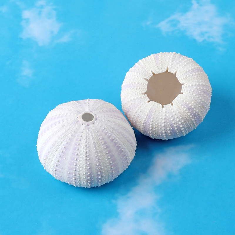 白棘三列海胆空气凤梨天然海胆壳 创意盆栽花盆装饰造景 标本收藏