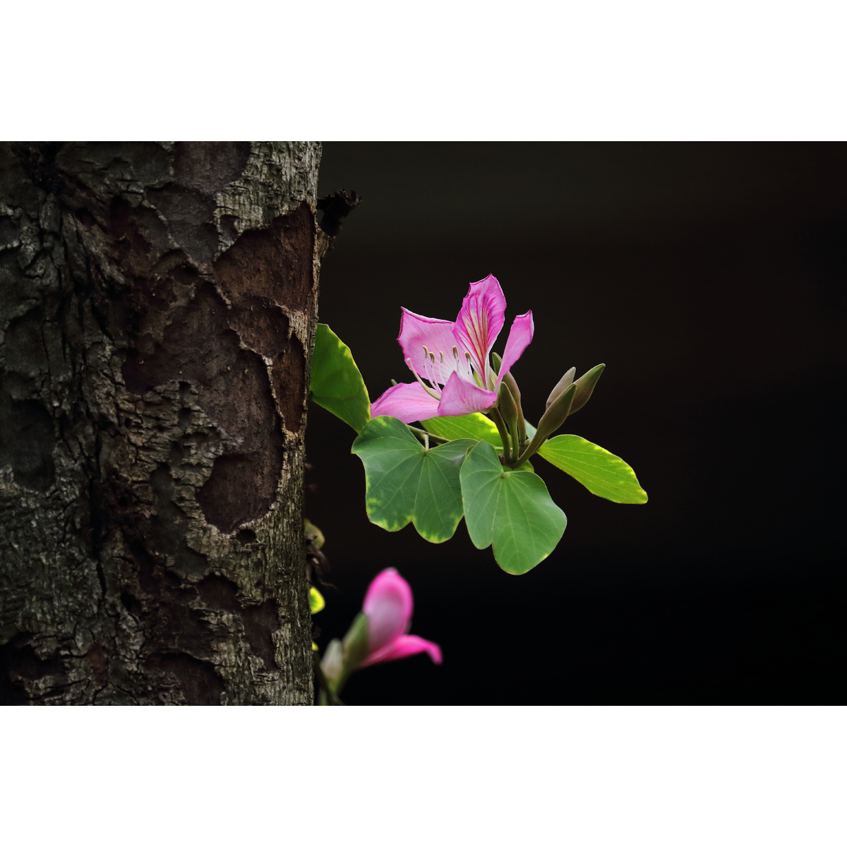 原创高清花卉生态摄影/高分辨率图片素材-紫荆花(1张)