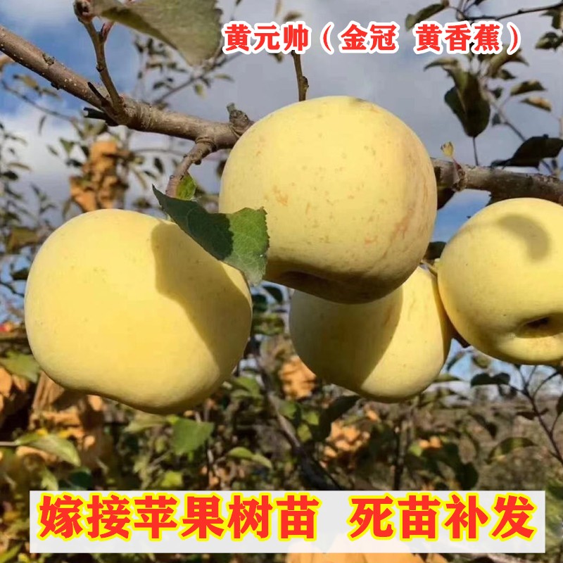 黄元帅苹果苗嫁接黄金帅金冠香蕉粉面黄苹果树苗南方北方盆栽种植