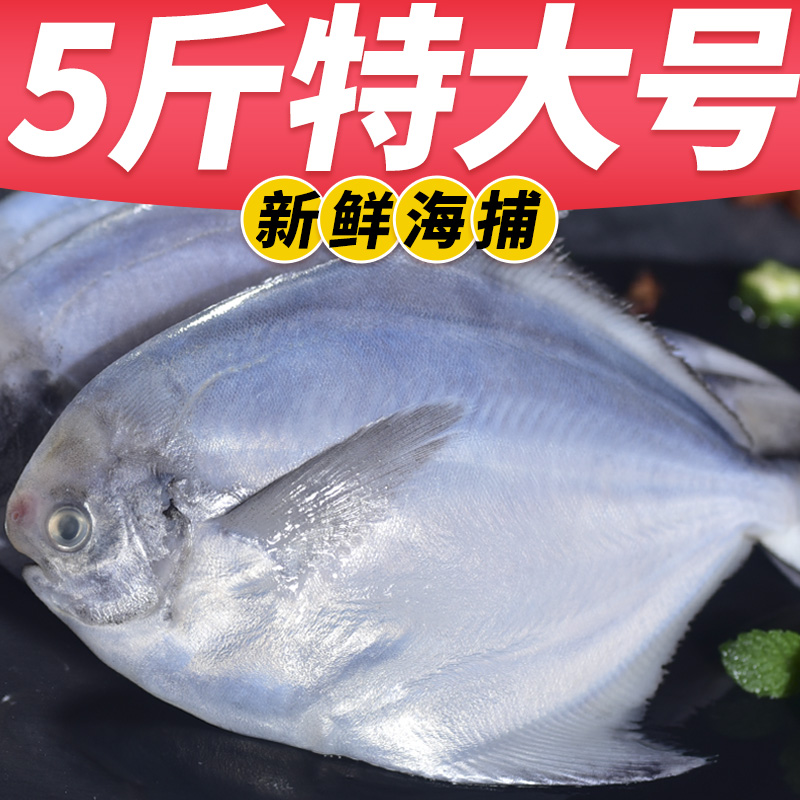 新鲜银鲳鱼白鲳鱼海捕鲜活冷冻5斤大昌鱼平鱼鳊鱼金鲳鱼海鲜水产