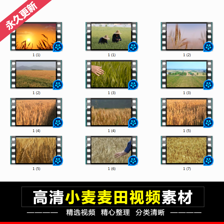 【14款】高清小麦田成熟小麦麦浪风中摇曳的麦子屏幕舞台高清视频