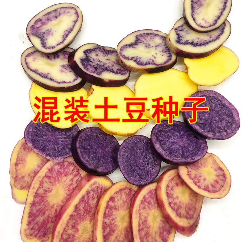 【混装土豆种子】红皮黄皮黄心种子紫土豆种子乌洋芋种马铃薯种子