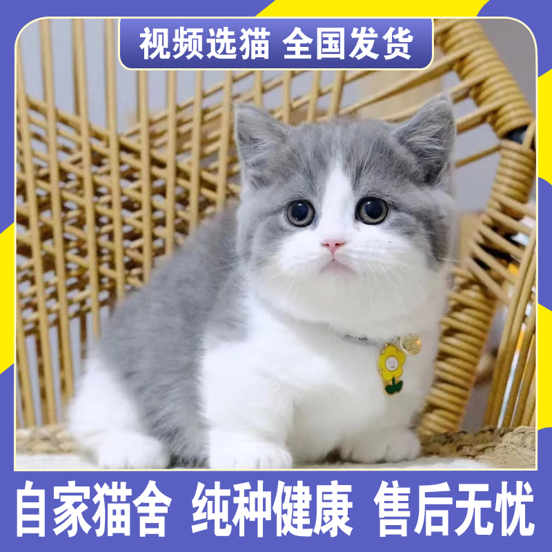 蓝白猫幼猫纯种英短猫英国短毛矮脚猫幼崽折耳猫蓝猫活体宠物猫咪