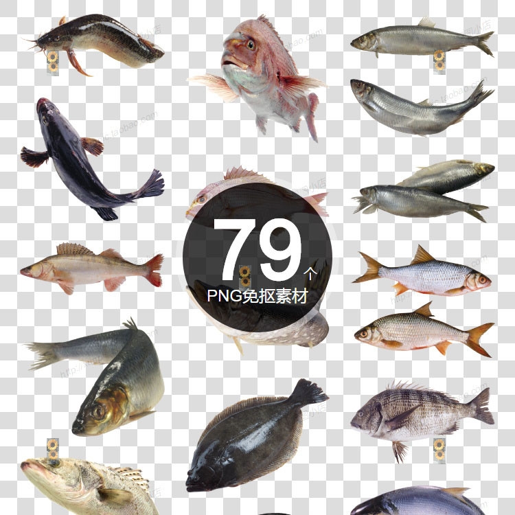 鱼类图片大全海鲜水产元素 免扣素材 鱼类 海鲜 金鱼 卡通鱼 鱼图