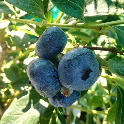黑珍珠蓝莓树果苗南方北方种植当年结果特大盆栽地栽耐寒蓝莓树苗