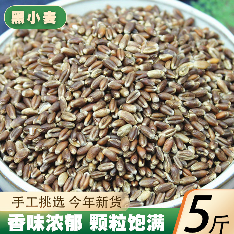 黑小麦仁5斤 新货农家自产小麦粒黑麦米荞麦米苦荞米五谷杂粮粗粮