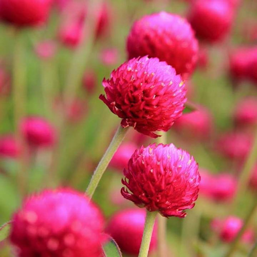 千日红百日红火球种子庭院景观绿化花卉易活草花花籽千日紫花种子