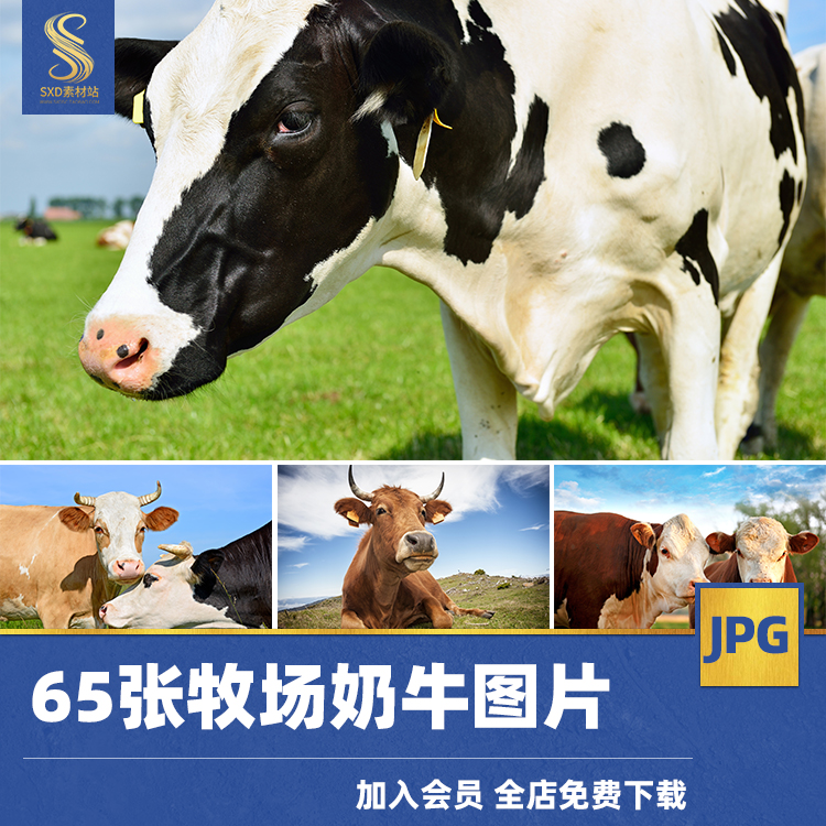 高清JPG牛图片牦牛奶牛水牛公牛黄牛肉牛犊养牛牧场摄影照片素材