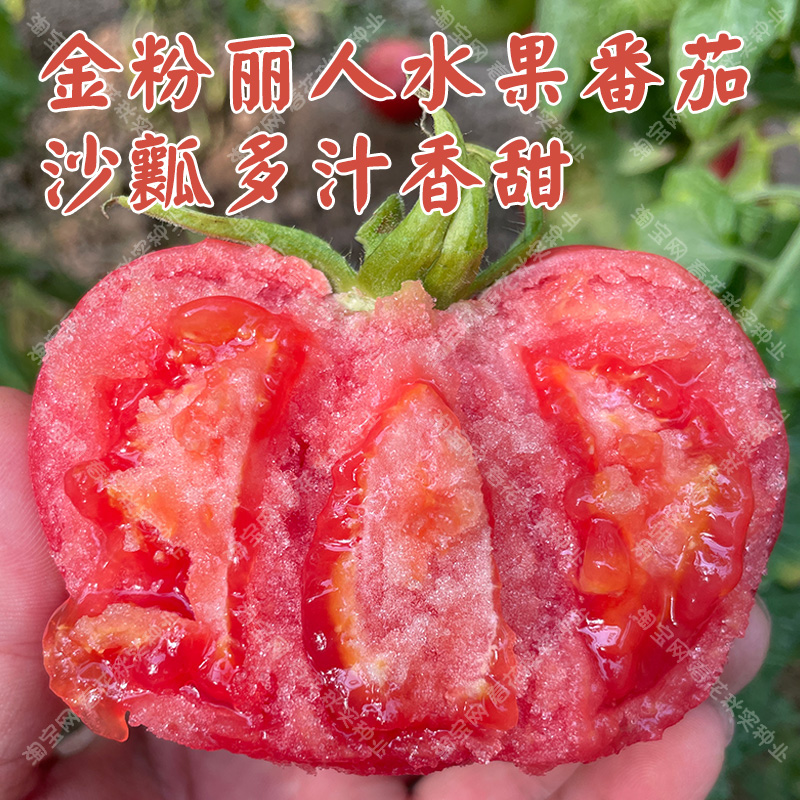 金粉丽人香甜沙瓤水果番茄种子 春秋季播蔬菜西红柿籽 盆栽菜园孑