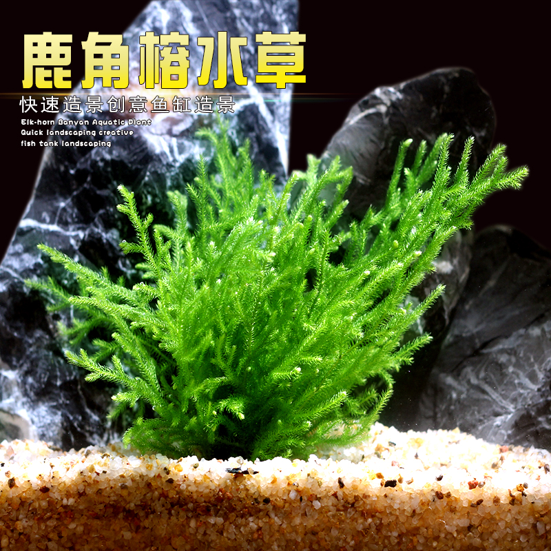 鹿角榕懒人绿珊瑚水草植物活体无土耐活耐低温苔藓鱼缸生态瓶造景