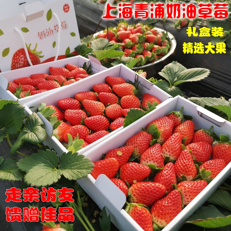 现货上海青浦红霞章姬奶油草莓 当季草莓新鲜水果3.5斤礼盒装包邮