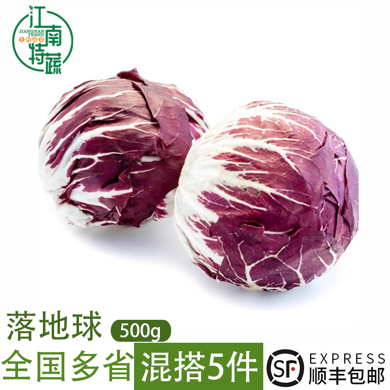 落地球新鲜生菜紫苣红菊苣绿叶红包西餐健身洗切蔬菜沙拉蔬菜