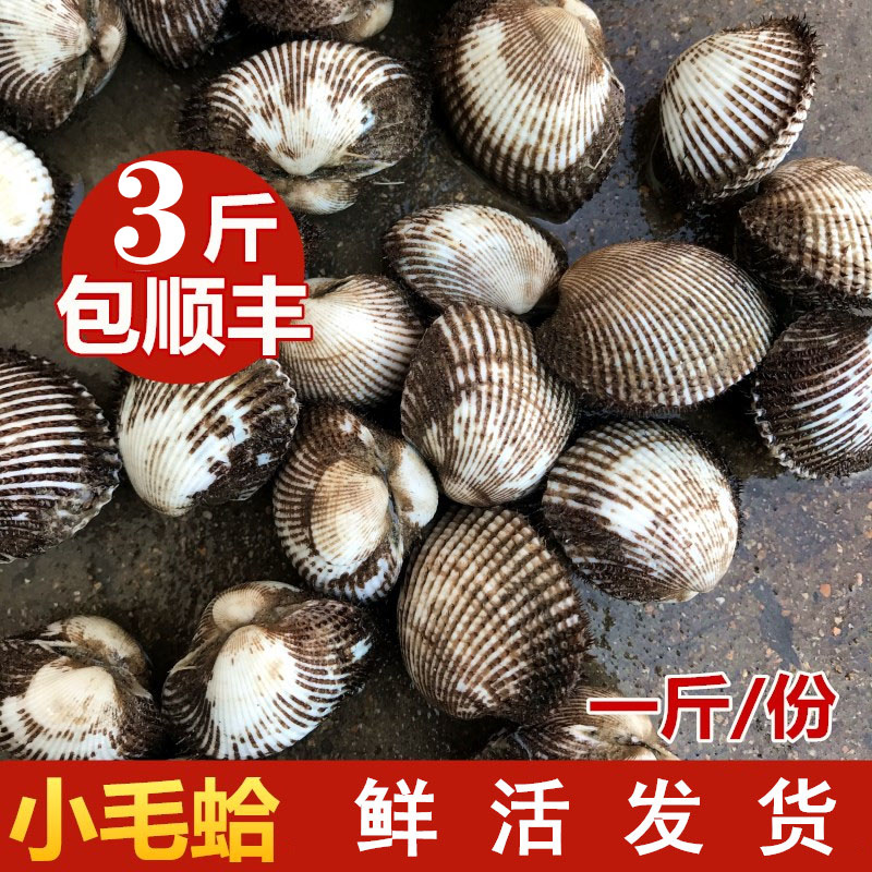 特产毛嘎拉本地野生鲜活毛蛤蜊血蛤小赤贝海鲜水产毛钳500g