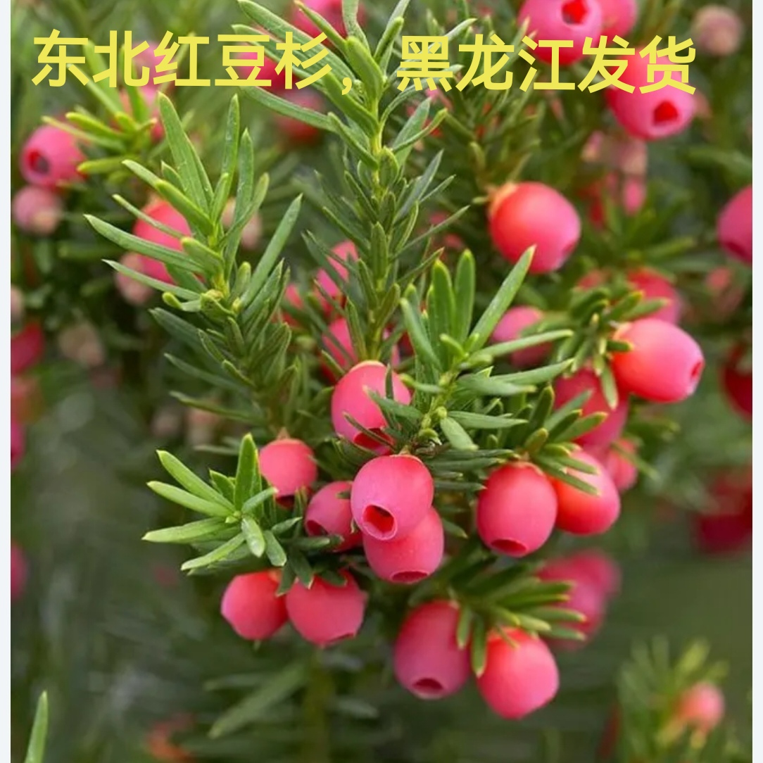 东北红豆杉苗耐寒保真黑龙江发货景观红豆杉盆栽