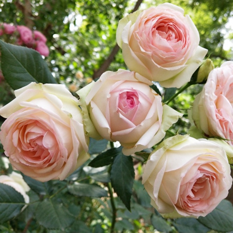 蒙娜丽莎月季二师兄的彩花涧切花玫瑰灌木直立盆栽粉色包子多头