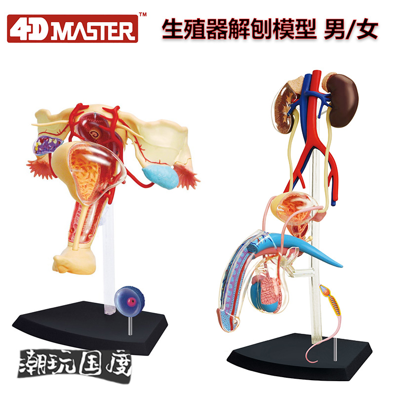 【TOP】4D Master男女性生殖泌尿系统子宫膀胱解剖模型医学院科