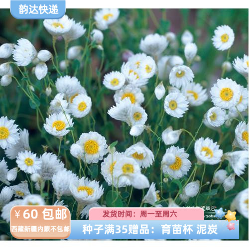 【种子】 进口种子 切花类型 永生菊 鳞托菊 白色永恒 10粒